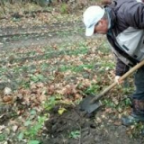 Jak přesadit ostružiny na podzim na nové místo